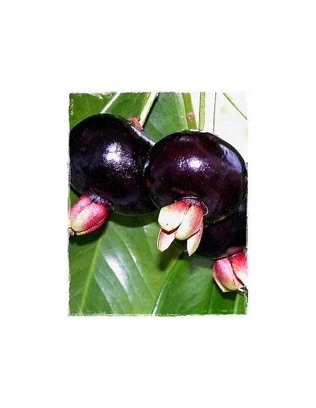 Grumichama - eugenia brasiliensis - 1 Arbolito en Venta en Mexico - Vivero por internet