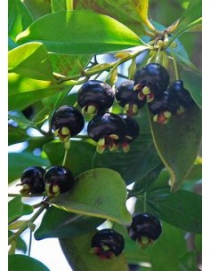 Grumichama - eugenia... 2