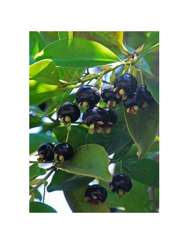 Grumichama - eugenia brasiliensis - 1 Arbolito...
