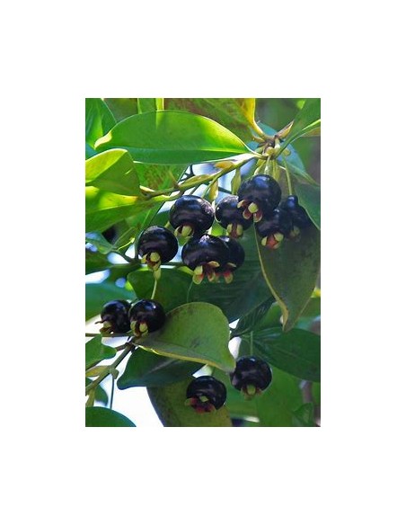 Grumichama - eugenia brasiliensis - 1 Arbolito en Venta en Mexico - Vivero por internet