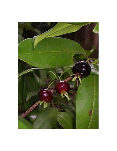 Grumichama - eugenia brasiliensis - 1 Arbolito...