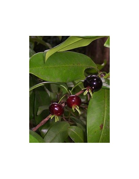 Grumichama - eugenia brasiliensis - 1 Arbolito en Venta en Mexico - Vivero por internet