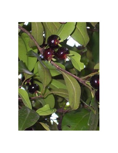 Grumichama - eugenia brasiliensis - 1 Arbolito...