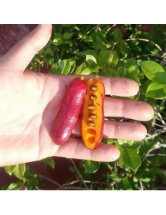 Monkey Fingers - Fingersop...