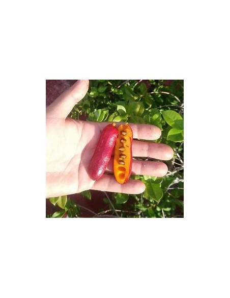 Monkey Fingers - Fingersop Meiogyne Cylindrocarpa red - 1 Tree for Sale in Mexico - Online Nursery