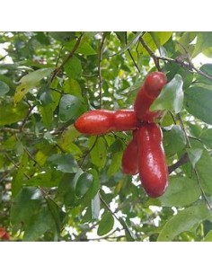 Monkey Fingers - Fingersop... 2