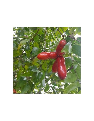Monkey Fingers - Fingersop Meiogyne...