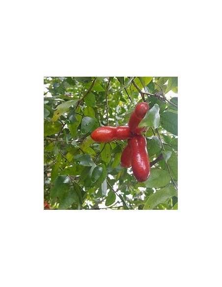Monkey Fingers - Fingersop Meiogyne Cylindrocarpa red - 1 Tree for Sale in Mexico - Online Nursery
