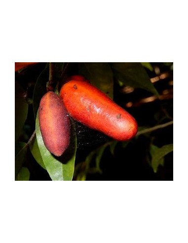 Monkey Fingers - Fingersop Meiogyne...