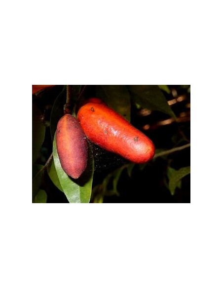 Monkey Fingers - Fingersop Meiogyne Cylindrocarpa red - 1 Tree for Sale in Mexico - Online Nursery