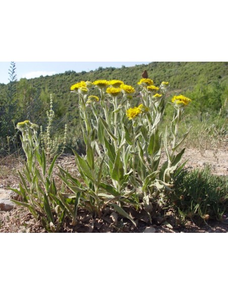 1 Planta de Arnica (Heteroteca inuloides) Árnica de campo, árnica de monte, árnica del país, cuateteco, cuauteteco, falsa árnica