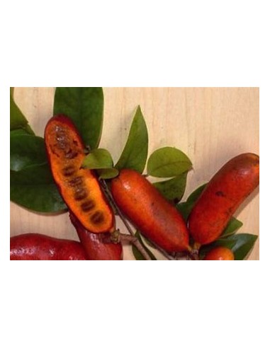 Monkey Fingers - Fingersop Meiogyne...