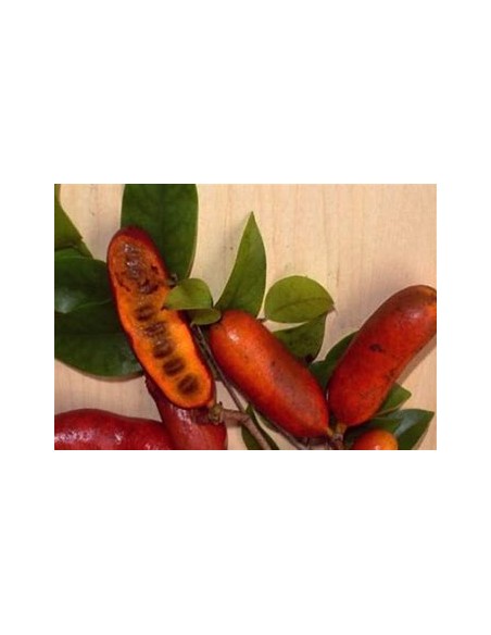 Monkey Fingers - Fingersop Meiogyne Cylindrocarpa red - 1 Tree for Sale in Mexico - Online Nursery