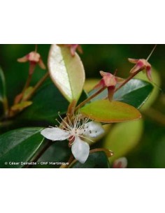 Red privett eugenia -...