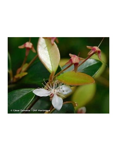 Red privett eugenia - (Eugenia ligustrina) - 1 Sapling for Sale in Mexico - Online Nursery