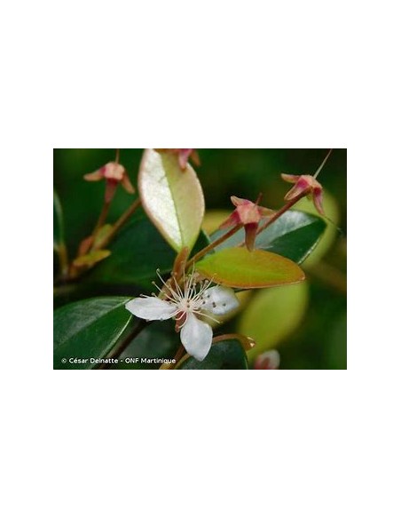 Red privett eugenia - (Eugenia ligustrina) - 1 Sapling for Sale in Mexico - Online Nursery