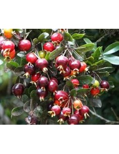 Red privett eugenia -... 2