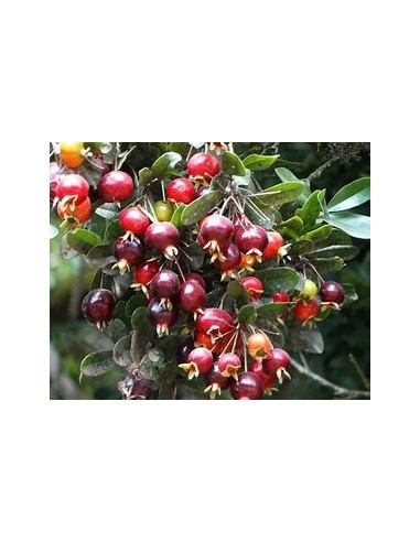 Red privett eugenia - (Eugenia ligustrina) - 1...