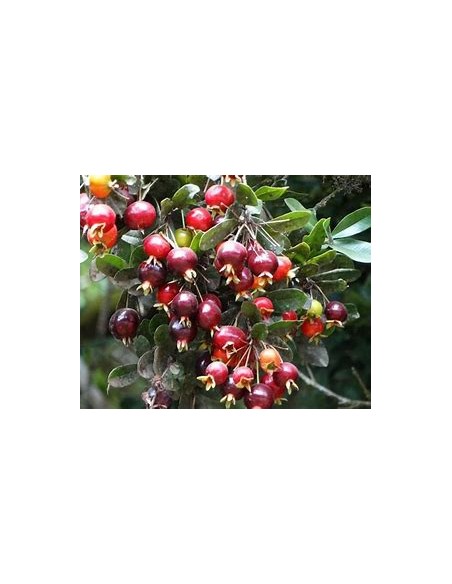 Red privett eugenia - (Eugenia ligustrina) - 1 Sapling for Sale in Mexico - Online Nursery
