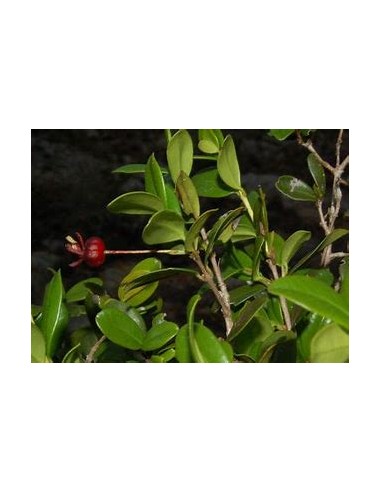 Red privett eugenia - (Eugenia ligustrina) - 1...