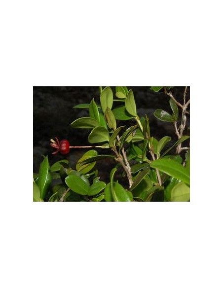 Red privett eugenia - (Eugenia ligustrina) - 1 Sapling for Sale in Mexico - Online Nursery