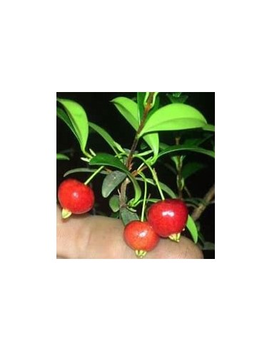 Red privett eugenia - (Eugenia ligustrina) - 1...