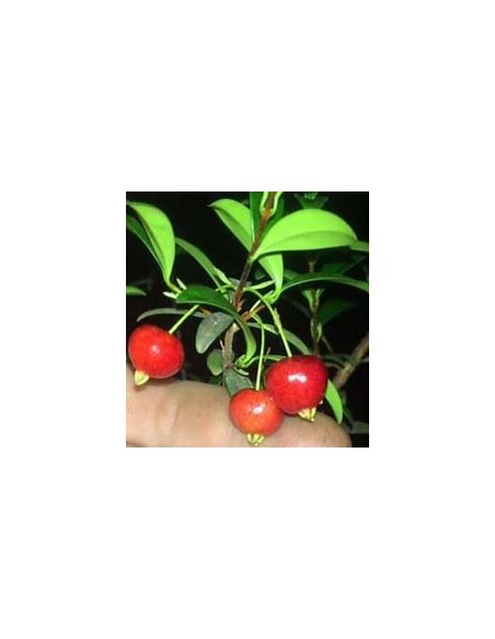 Red privett eugenia - (Eugenia ligustrina) - 1 Sapling for Sale in Mexico - Online Nursery