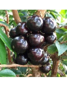 Sabara grape - (Plinia...