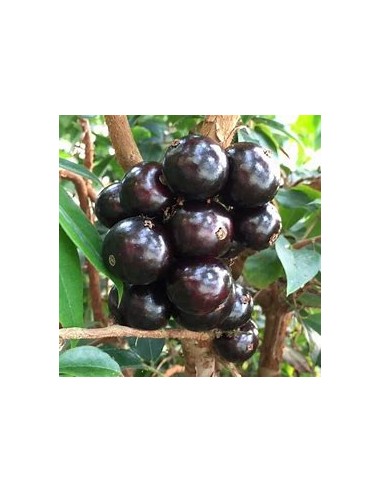 Sabara grape - (Plinia cauliflora)- 1 Sapling for Sale in Mexico - Online Nursery