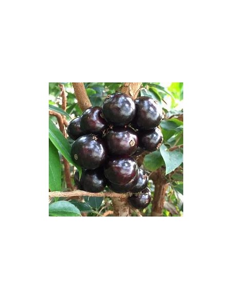 Sabara grape - (Plinia cauliflora)- 1 Sapling for Sale in Mexico - Online Nursery