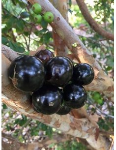 Sabara grape - (Plinia... 2