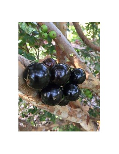 Sabara grape - (Plinia cauliflora)- 1 Sapling...