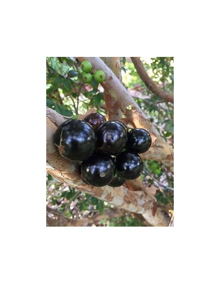 Sabara grape - (Plinia cauliflora)- 1 Sapling for Sale in Mexico - Online Nursery
