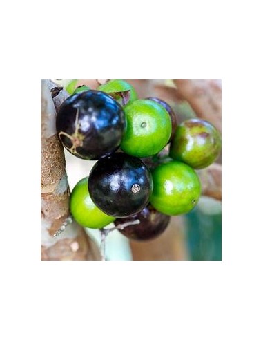 Sabara grape - (Plinia cauliflora)- 1 Arbolito...