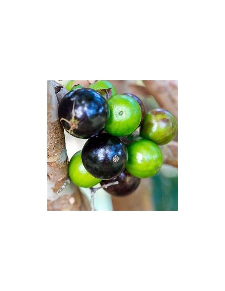 Sabara grape - (Plinia cauliflora)- 1 Sapling for Sale in Mexico - Online Nursery