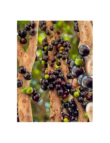 Sabara grape - (Plinia cauliflora)- 1 Arbolito...