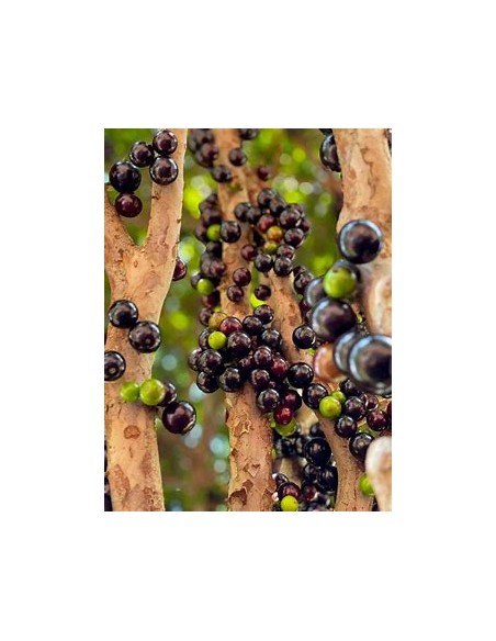 Sabara grape - (Plinia cauliflora)- 1 Sapling for Sale in Mexico - Online Nursery