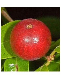 Guavaberry - (Cambuizeiro...