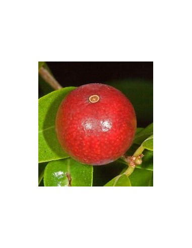 Guavaberry - (Cambuizeiro Myrciaria floribunda)- 1 Arbolito en Venta en Mexico - Vivero por internet