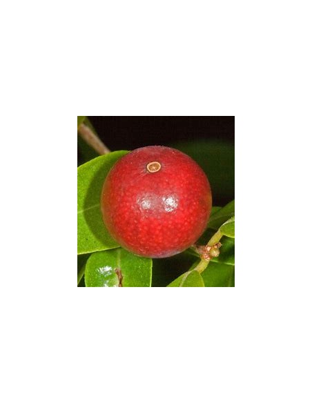 Guavaberry - (Cambuizeiro Myrciaria floribunda)- 1 Sapling for Sale in Mexico - Online Nursery