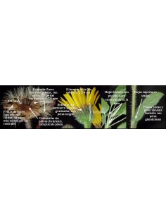 1 Planta de Arnica (Heteroteca inuloides) Árnica de campo, árnica de monte, árnica del país, cuateteco, cuauteteco, falsa árnica 2