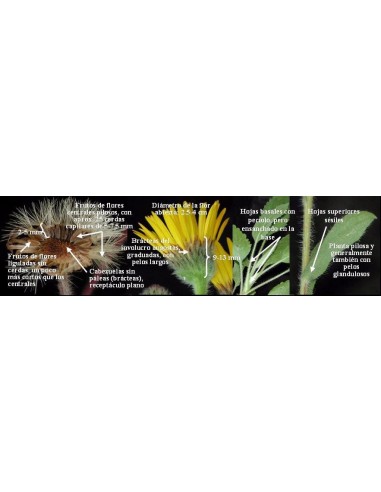 1 Arnica Plant (Heterotheca inuloides) Mexican medicinal plant. Rarest plants of mexico