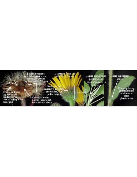 1 Arnica Plant (Heterotheca inuloides) Mexican medicinal plant. Rarest plants of mexico