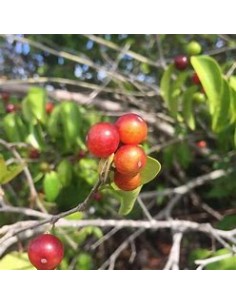 Guavaberry - (Cambuizeiro... 2