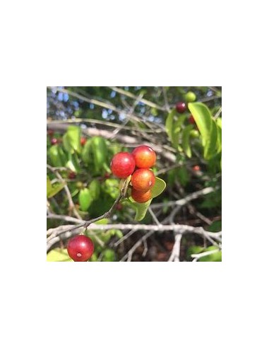 Guavaberry - (Cambuizeiro Myrciaria...