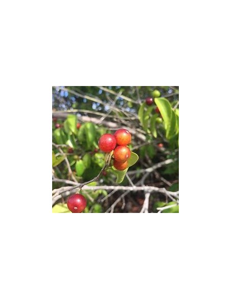 Guavaberry - (Cambuizeiro Myrciaria floribunda)- 1 Sapling for Sale in Mexico - Online Nursery