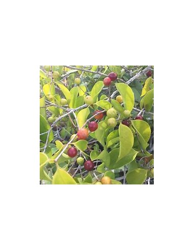 Guavaberry - (Cambuizeiro Myrciaria...
