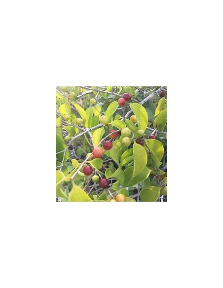 Guavaberry - (Cambuizeiro Myrciaria floribunda)- 1 Sapling for Sale in Mexico - Online Nursery