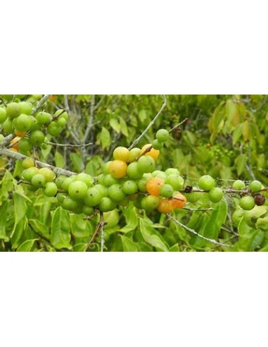 Guavaberry - (Cambuizeiro Myrciaria...