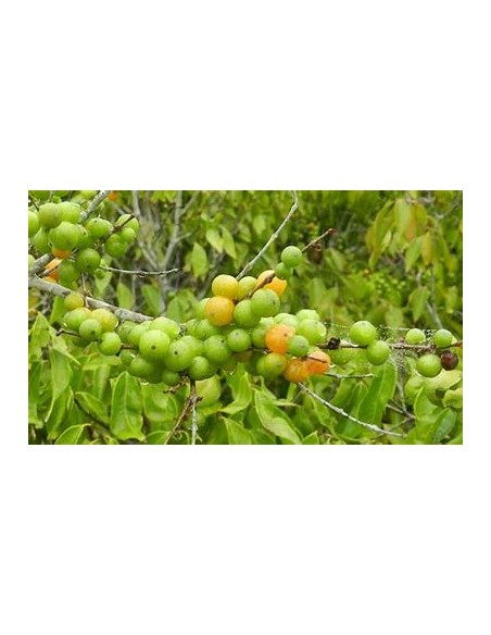 Guavaberry - (Cambuizeiro Myrciaria floribunda)- 1 Sapling for Sale in Mexico - Online Nursery